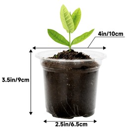 KINGLAKE 4 Inch Clear Plant Nursery Pots with Drainage Hole,36 Pcs Plastic Clear Nursery Pots for Plants,Transparent Planter Nursery Pots for Potting Seed Cutting Succulent Indoor Outdoor Plants