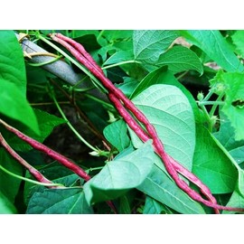 5 Colors Mix Yard Long Bean Seeds - 100+ Count - Purple Green Red Pink White Rainbow Blend Multi Variety Vine Pole Vegetable Grow Your Own Home Farm