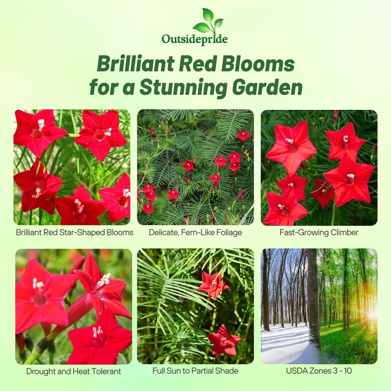 Outsidepride Red Cypress Vine Seeds - 100 Pcs Annual Flower