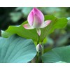 12Pcs Mixed Color Open Mouth Bowl Lotus Seeds - Stunning