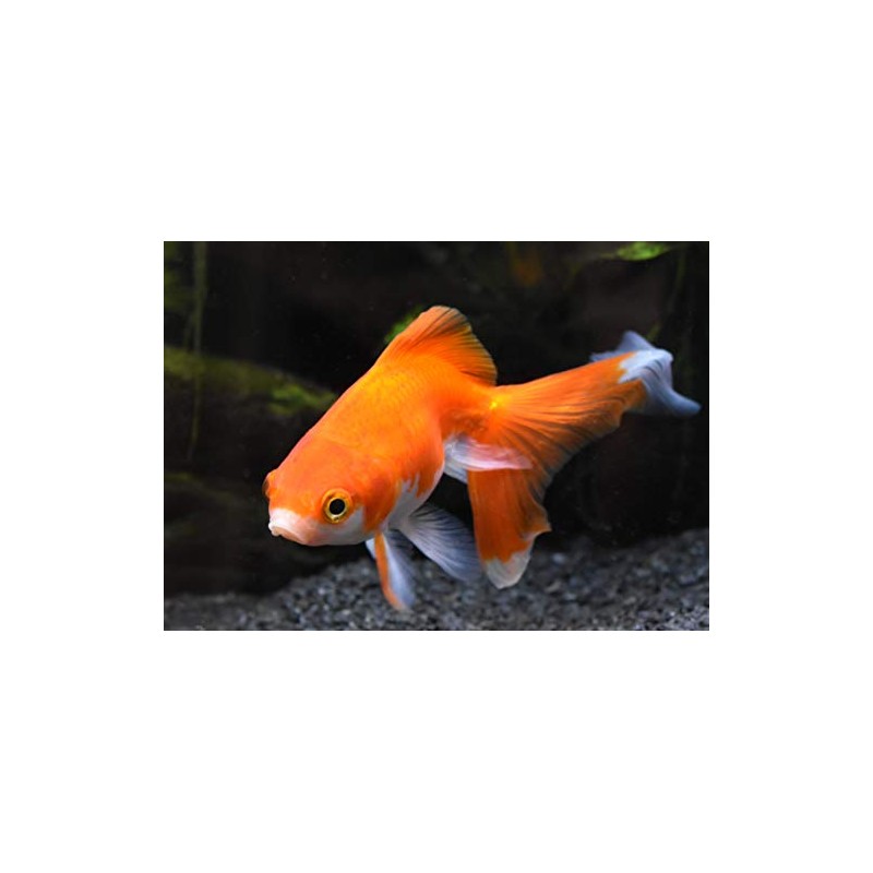 Alkaline Regulator, 4 kg / 8.8 lbs