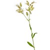 Health Embassy Soapwort Root (Saponaria officinalis L), 50 g