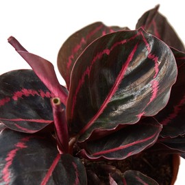 Garden Wrld Calathea 'Dottie' 4" Inch