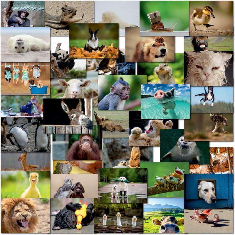 doodlecards Pack 40x Mixed Postcards Funny Animals. Multipack UK &