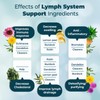 Promote Lymphatic Drainage & Support with Lymph System Support –