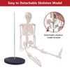 breesky Scientifc Human Skeleton Model for Anatomy, 33.4’’ Skeleton Model