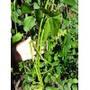 15 Organic Asian Long Bean Seeds (Green,Long Variety),Rare type.US grown.