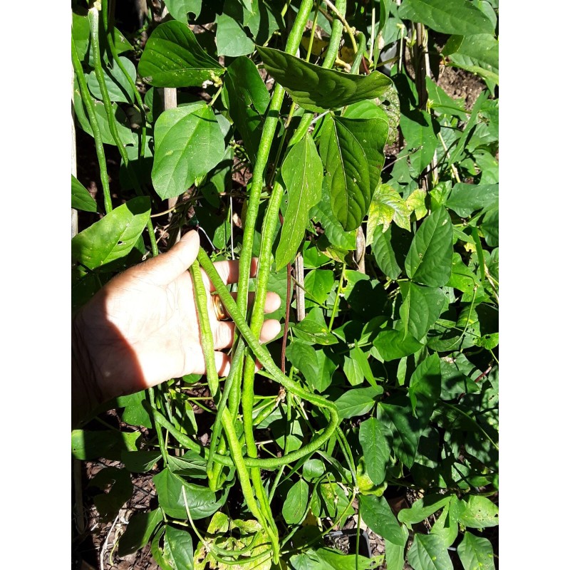 15 Organic Asian Long Bean Seeds (Green,Long Variety),Rare type.US grown.