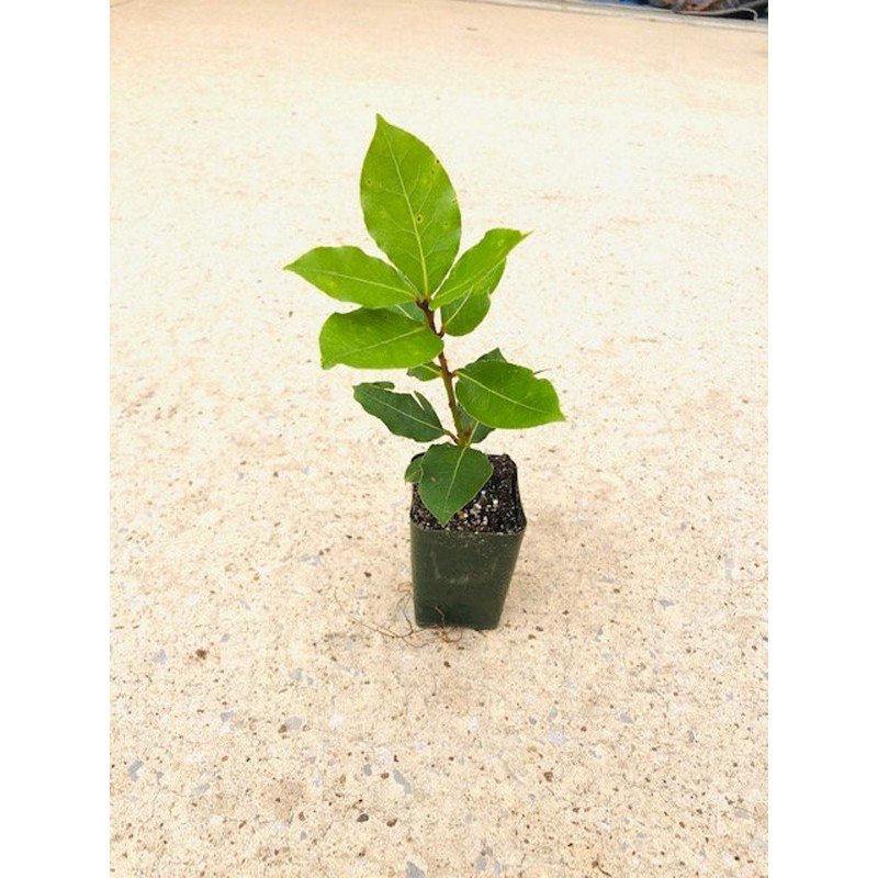 Swẹẹt Bay Leaf Plạnt Lịvẹ – Bay Laurel Trẹẹ –