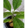 Tree Large California Avocado Live Organic Fruit Rooted Evergreen Tree