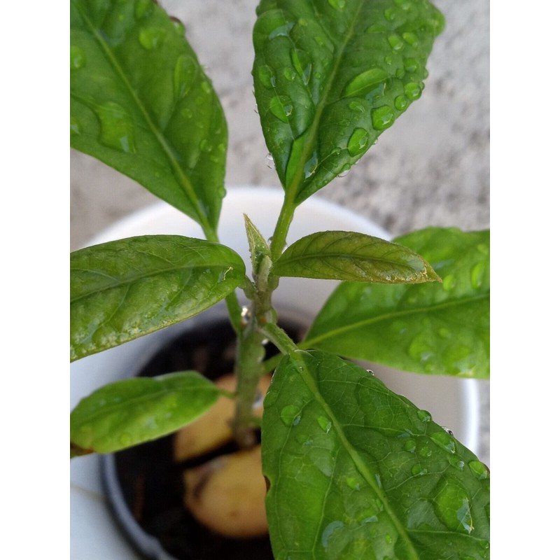 Tree Large California Avocado Live Organic Fruit Rooted Evergreen Tree