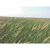 1000 Indiangrass Indian Grass Seeds Native Prairie Wildflower Clumping Ornamental