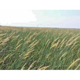 1000 Indiangrass Indian Grass Seeds Native Prairie Wildflower Clumping Ornamental