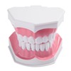Adult Dental Teeth Model and Toothbrush with Removable High Grade