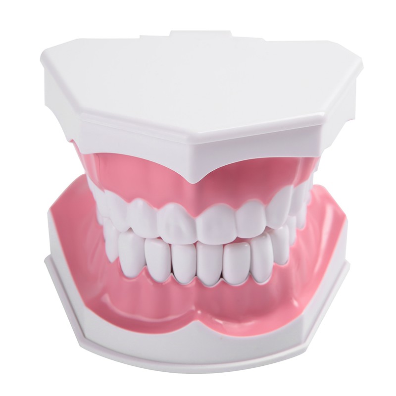 Adult Dental Teeth Model and Toothbrush with Removable High Grade