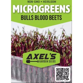 Axel's Garden Seeds Bulls Blood Beet MICROGREEN Seeds | NON-GMO | Heirloom | Seeds for Sprouting - 100 Seeds
