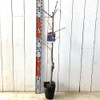 Prune Seedling Baylor, 5.3 inches (13.5 cm) Pot Seedling, Prune