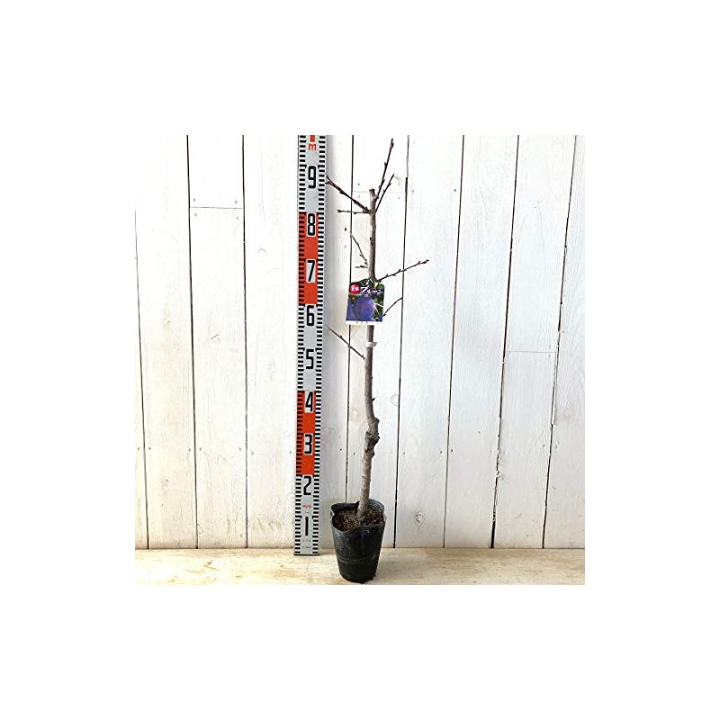Prune Seedling Baylor, 5.3 inches (13.5 cm) Pot Seedling, Prune