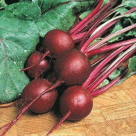 Fresh 200+ RUBY QUEEN BEET SEEDS   FRESH HARVEST FOR GARDENS