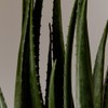 Aromatica ECOCERT Certified 96% Aloe Vera Hydrating & Soothing Gel