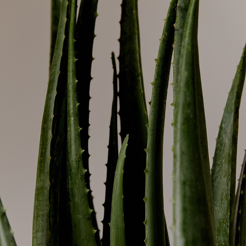 Aromatica ECOCERT Certified 96% Aloe Vera Hydrating & Soothing Gel