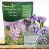 Outsidepride Lacy Phacelia Seeds for Planting - 5000 Pcs Annual,
