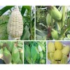25+ Seeds Bap NEP nu SUA Seeds Rare find Asian