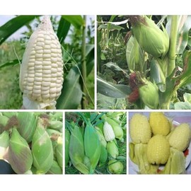 25+ Seeds Bap NEP nu SUA Seeds Rare find Asian