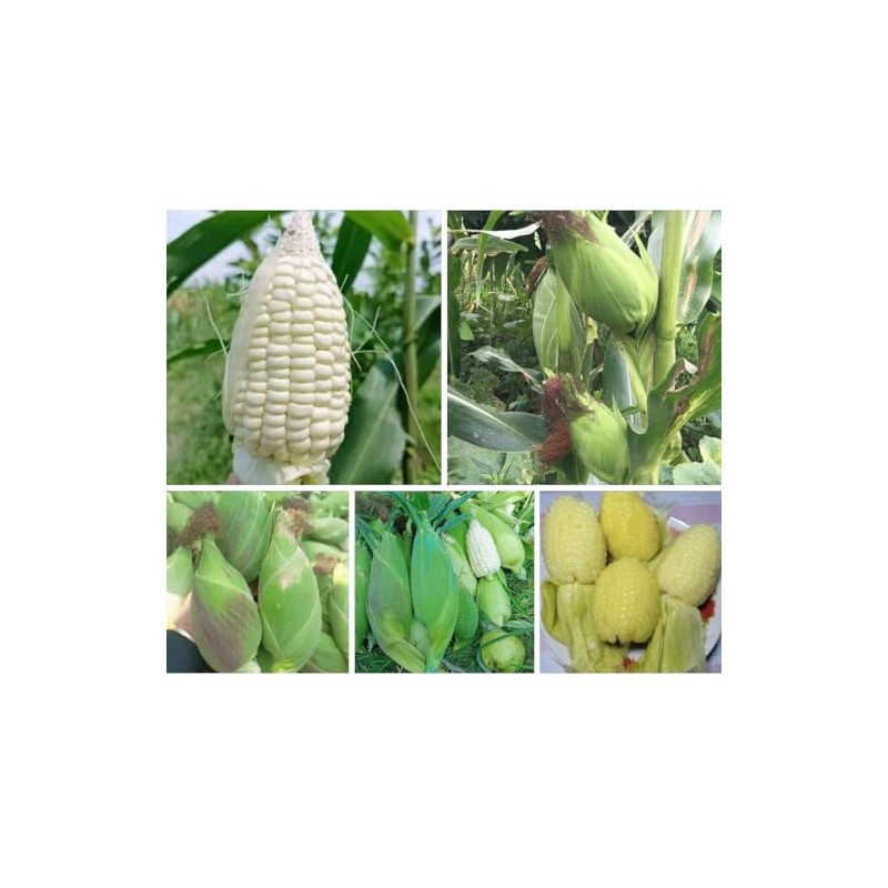25+ Seeds Bap NEP nu SUA Seeds Rare find Asian