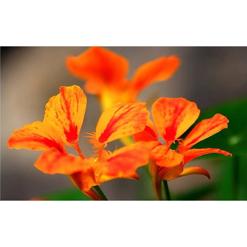 20pcs Mixed Nasturtium Flower Seeds Beautiful Flower Bonsai Decor