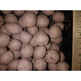 Milkweed Monarchy 100 Organic Milkweed Seed Balls - Enhance Garden, Support Monarch Butterflies!