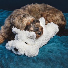 Lucky Paws® UK heartbeat toy for puppy - puppy heartbeat comforter for separation anxiety - calming puppy toys - dog heartbeat toy - heart beat teddy for dogs - dog anxiety toy (Snowy, White)