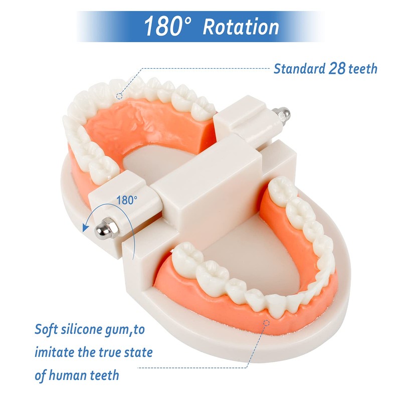 Dental Model 2 Pieces Children's Teeth Model Dental Care Model