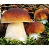 Seeds4planting - Spores Porcini Mushrooms Mycelium Seeds Non GMO