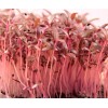 Axel's Garden Seeds Red Garnet Amaranth MICROGREEN Seeds | Non-GMO