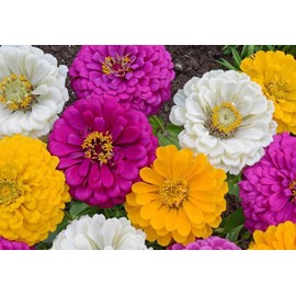 The Gardening World 100 Mardi Gras Zinnia Mix Flower Seeds Zinnia Elegans, Purple, Yellow, White, TGW-ZEMG1