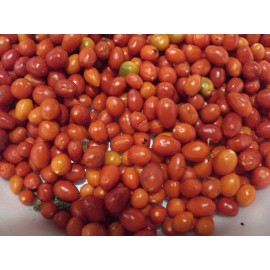 Red 100 seeds Chiltepin  PEQUIN Wild ChilE PepperS,PETIN,