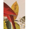 Northern Cardinal or Cardinal Grosbeak Audubon Print 15" x 11.5"