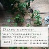 メリット ピュアン ナチュラル&スロー コンディショナー 替