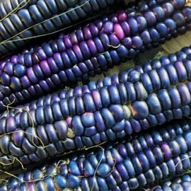 45 Rio Grande Blue Ornamental Corn Seeds | Hopi Azul Flint Indian Dent Seed - Non-GMO - Always Fresh Seed!