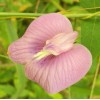 Buy Rare Seeds Clitoria ternatea Single Pink | Butterfly Pea