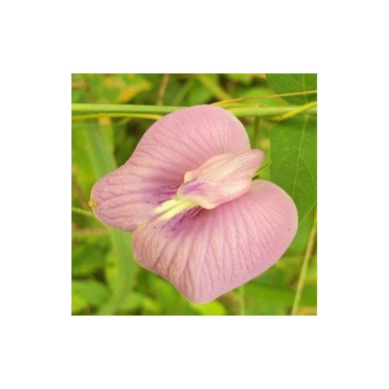 Buy Rare Seeds Clitoria ternatea Single Pink | Butterfly Pea