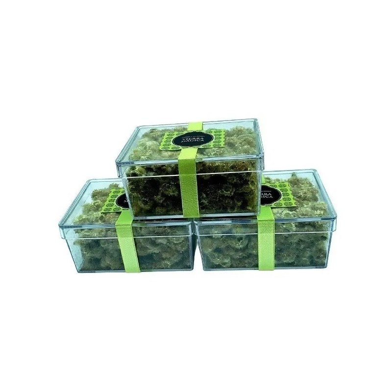 Gordolobo Flor, Té Orgánico, Caja Miel, Pack 3, 225 Gr