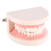 Dental Model, Dental Standard Teeth Model Tooth Brushing Model PVC