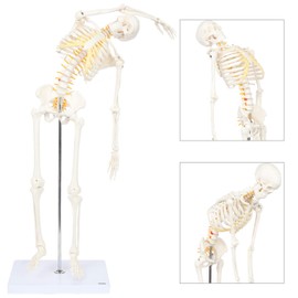 Mini Human Flexible Skeleton Model with Stand, 34" Tall Skeleton Includes Flexible Spine and Removable Arms and Legs, a Stand and Base for Display and Demonstration, Made by Axis Scientific