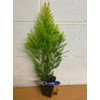 5 Emerald Green Arborvitae 6-12" Tall Live Plants in 4"