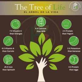 BEXPERTSUSA Store Moringa Seeds (Semillas) – 8.5 oz (Approx. 850 Seeds) – Premium Quality Moringa