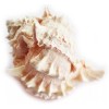 Set of 12 Large Pink Murex Shell 4-4 1/2" Beach