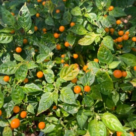 Tyler Farms 10+ Aji Charapita Pepper Seeds | Hot, exotic chili, chile | Naturally Grown