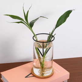 SUPVOX Avocado Planter Vase Set - Glass Cylinder Vase with Bamboo Base for Avocado Rooting, Propagation Vases for Plants, Home Office Decor, 5.90 X 3.14 Inch